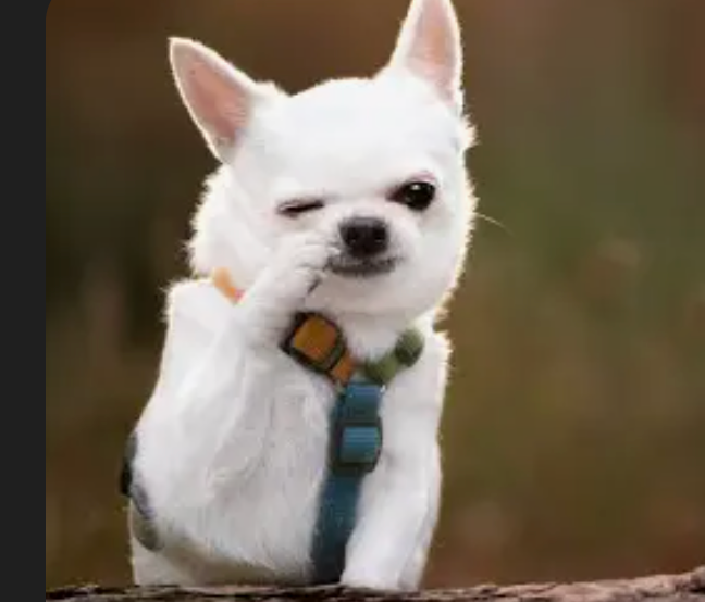 group_a_dog